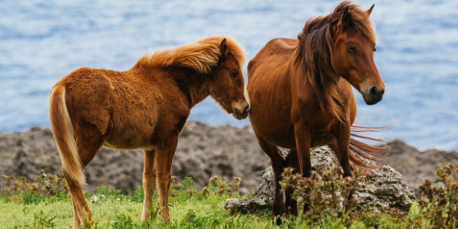 美愛馬ハウス恩納村メイン画像